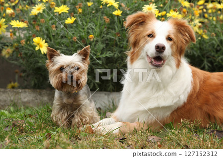 Border collie with Jorkshire terrier in beautiful garden in autumn Border collie with Jorkshire terrier in beautiful garden in autumn 127152312