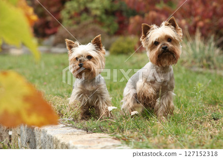 Nice Jorkshire terriers in autumn Nice Jorkshire terriers in autumn 127152318