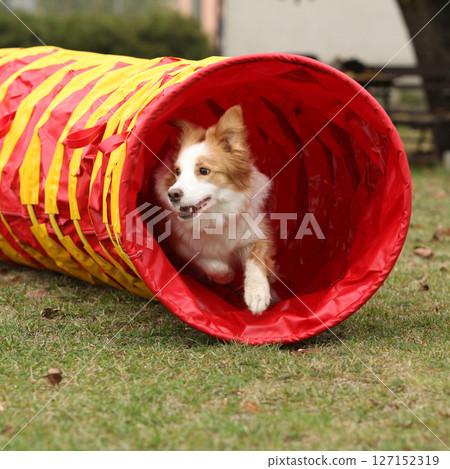 Potrait of amazing border collie training agility Potrait of amazing border collie training agility 127152319
