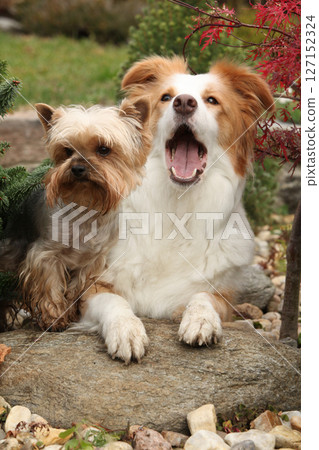 Border collie with Jorkshire terrier in beautiful garden in autumn Border collie with Jorkshire terrier in beautiful garden in autumn 127152324