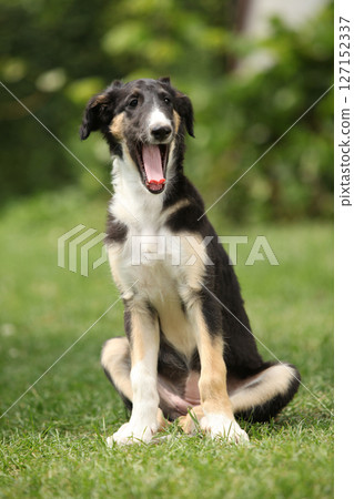 Amazing puppy of Borzoi sitting on the grass Amazing puppy of Borzoi sitting on the grass 127152337