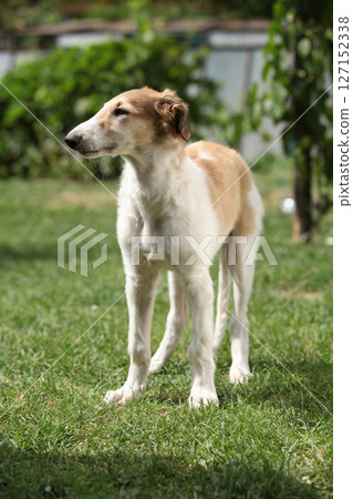 Amazing puppy of Borzoi standing in the garden Amazing puppy of Borzoi standing in the garden 127152338