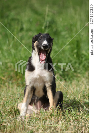 Amazing puppy of Borzoi sitting on the grass Amazing puppy of Borzoi sitting on the grass 127152339