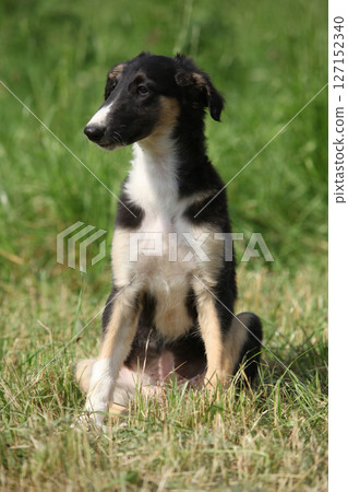 Amazing puppy of Borzoi sitting on the grass 127152340