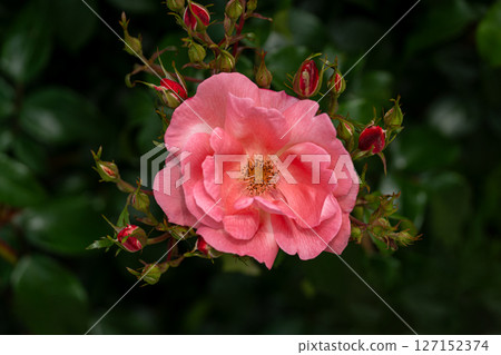 五月玫瑰格萊特 五月玫瑰格萊特 127152374