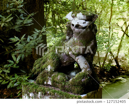 神社裡供奉著威嚴的獅子狗的場景 神社裡供奉著威嚴的獅子狗的場景 127152405