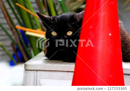 Cat sitting on the air conditioner Cat sitting on the air conditioner 127153305
