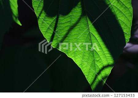 美麗的綠葉 127153433