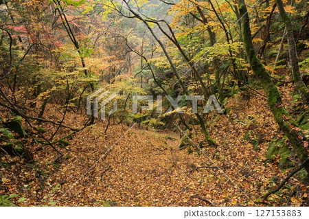 Mountain trails and autumn leaves. Autumn in Nishizawa Valley Mountain trails and autumn leaves. Autumn in Nishizawa Valley 127153883