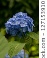 繡球 127153910