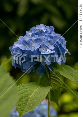 hydrangea   127153910