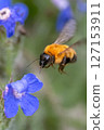 蜜蜂 127153911