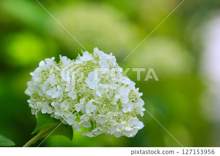 白色繡球花 白色繡球花 127153956