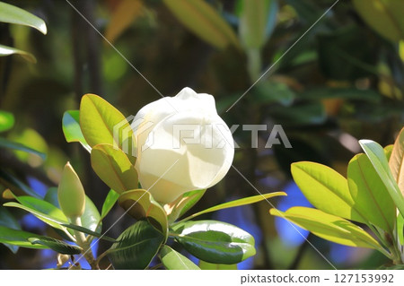 Large Magnolia taisanensis flower Large Magnolia taisanensis flower 127153992