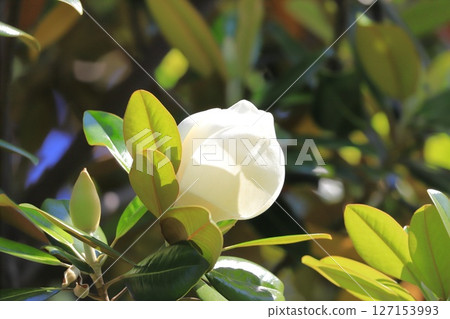 Large Magnolia taisanensis flower Large Magnolia taisanensis flower 127153993