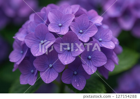 Fresh Purple Hydrangea Bloom with Dewdrops, Detailed Close-Up in Soft Natural Light 127154288
