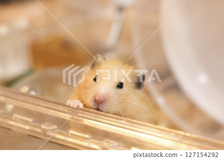 Cute golden hamster (kinkuma) 127154292