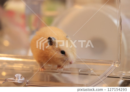 Cute golden hamster (kinkuma) Cute golden hamster (kinkuma) 127154293