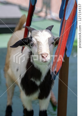 熊貓八木 熊貓八木 127154337