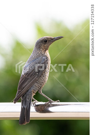 Sea bulbul 127154338