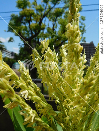 玉米雄性 127154605