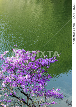 春天，水邊的花朵，三葉杜鵑花景觀-12 127154666
