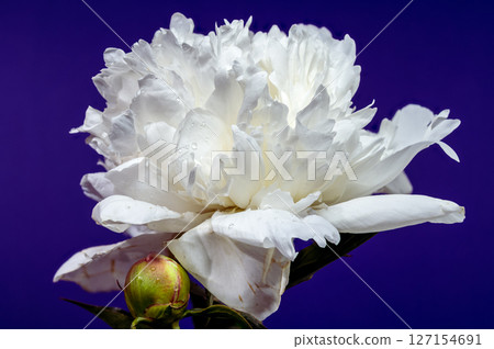 White Peony Bloom and Bud on a Vibrant Purple Background White Peony Bloom and Bud on a Vibrant Purple Background 127154691