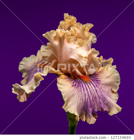 Soft Elegance of a Peach and Purple Bearded Iris on Royal Purple Soft Elegance of a Peach and Purple Bearded Iris on Royal Purple 127154693