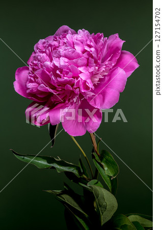 Pink Peony Bloom on Green Background with Water Droplets 127154702