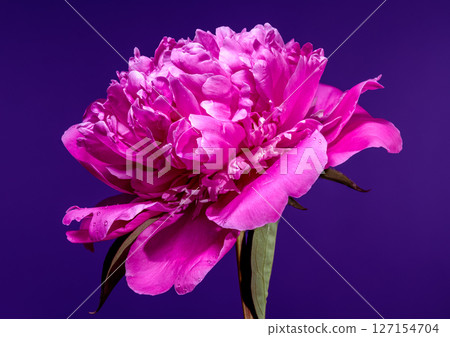 Pink Peony Blossom on Purple Background with Water Droplets Pink Peony Blossom on Purple Background with Water Droplets 127154704