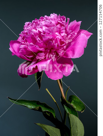 Vivid Pink Peony Blossom Against Dark Teal Background with Water Droplets 127154706