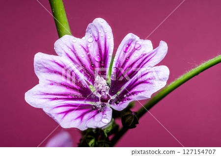 Vibrant Purple Mallow Flower with Sparkling Water Drops Vibrant Purple Mallow Flower with Sparkling Water Drops 127154707
