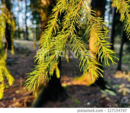 Pine branch in the evening sun. nature background 127154787