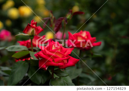 May rose, bright red colorama May rose, bright red colorama 127154829