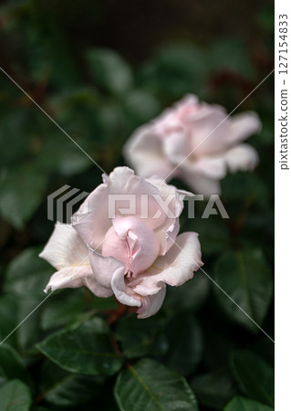 五月玫瑰，淡粉紅康斯坦茲‧莫札特 127154833