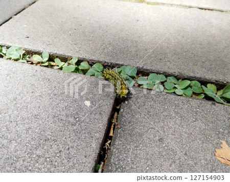 Small black moth larva 127154903