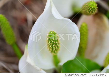Skunk cabbage blooming in Ozegahara Skunk cabbage blooming in Ozegahara 127154947
