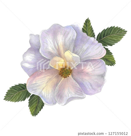Rosehip rose with leaves watercolor illustration isolated on white background hand drawn Rosehip rose with leaves watercolor illustration isolated on white background hand drawn 127155012