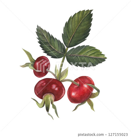 Watercolor rose hips with leaves on white background hand drawn  127155023