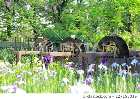 Shobunuma公園水車和五顏六色的鳶尾花 Shobunuma公園水車和五顏六色的鳶尾花 127155039