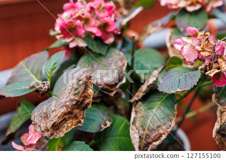 Faded hydrangea flowers with brown petals and scorched leaves show signs of heat stress and decay. The plant stands on a balcony, damaged by sun exposure and lack of proper watering and care 127155100