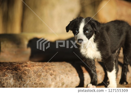 Black and white dog is standing on a log 127155309