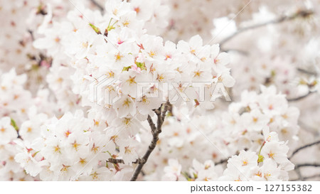 櫻花盛開 櫻花盛開 127155382