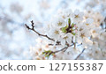櫻花 127155387