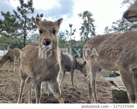 Nara Park Todaiji Temple Deer Nara Park Todaiji Temple Deer 127155599