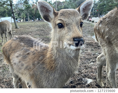 Nara Park Todaiji Temple Deer 127155600