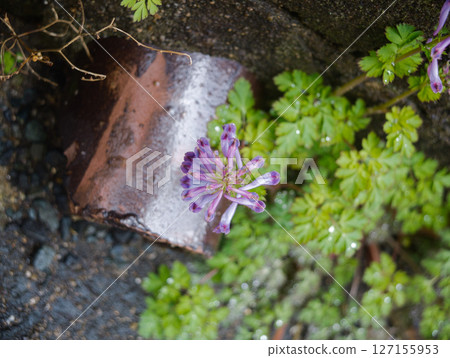 The garden 127155953