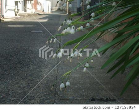 花床植物 花床植物 127155954