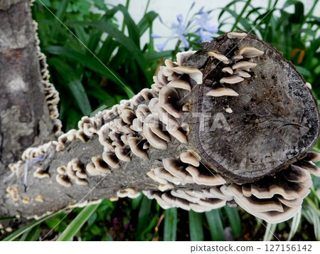 Kawaratake 127156142