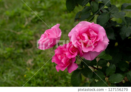五月玫瑰、麥卡尼玫瑰 五月玫瑰、麥卡尼玫瑰 127156270
